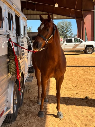 Customer photo review of Special Edition Collection Lead Ropes