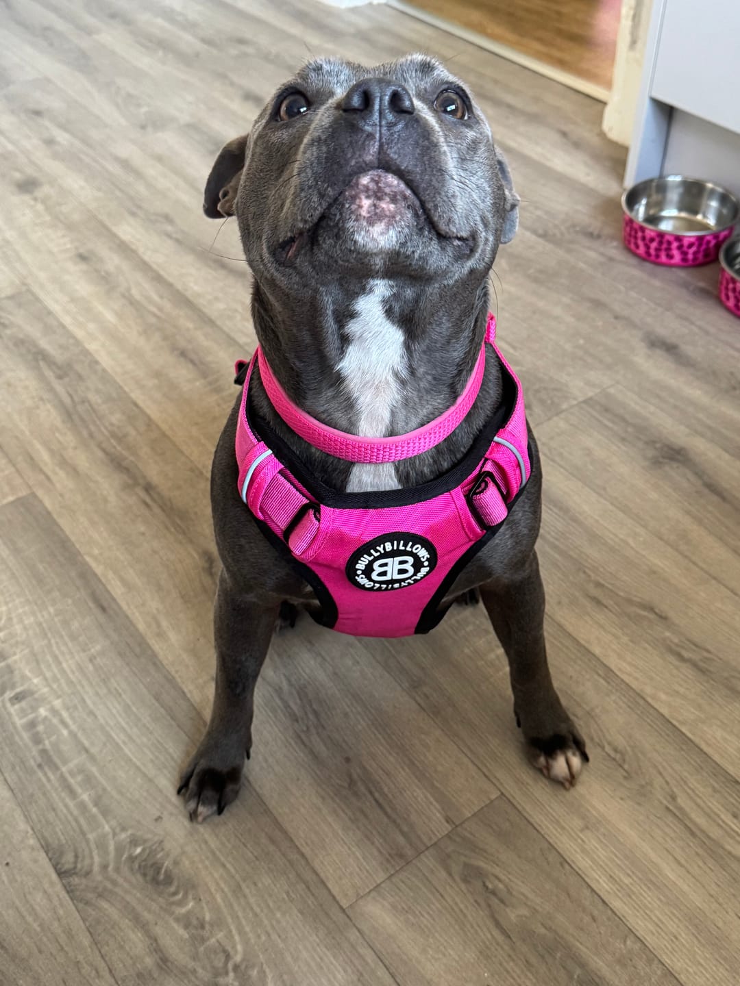 Customer photo review of Comfort Premium Harness | Non Restrictive - Magenta