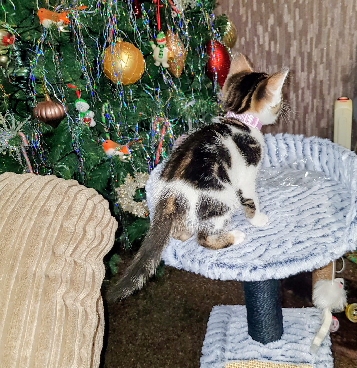 Customer photo review of All-Rounder Scented Cat Litter (W225) 10KG
