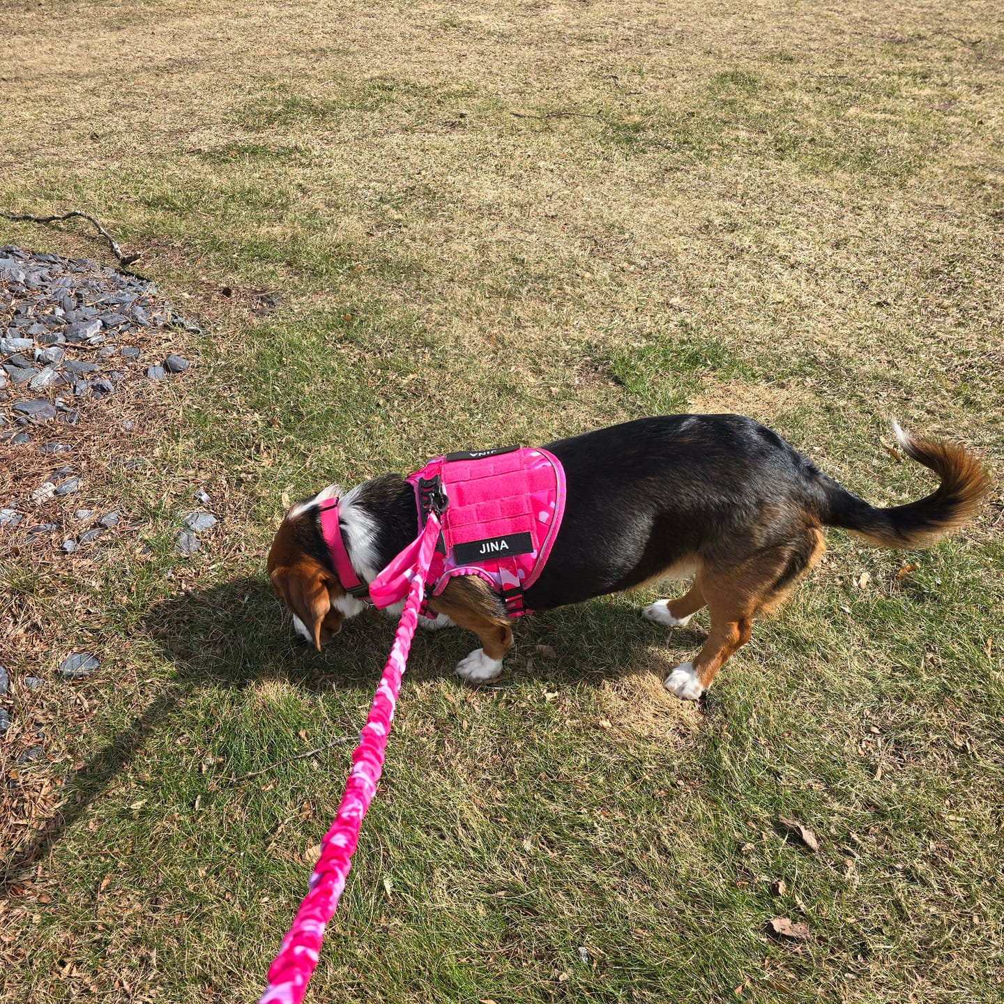 Customer photo review of Heavy-Duty Double-Handle Tactical Bungee K9 Dog Leash with Padded Handles, Seatbelt Attachment, & Reinforced Swivel Clip