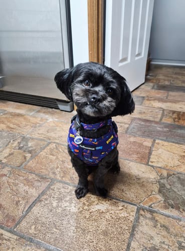 Customer photo review of HARNESS ADJUSTABLE - FAVEMUTTS