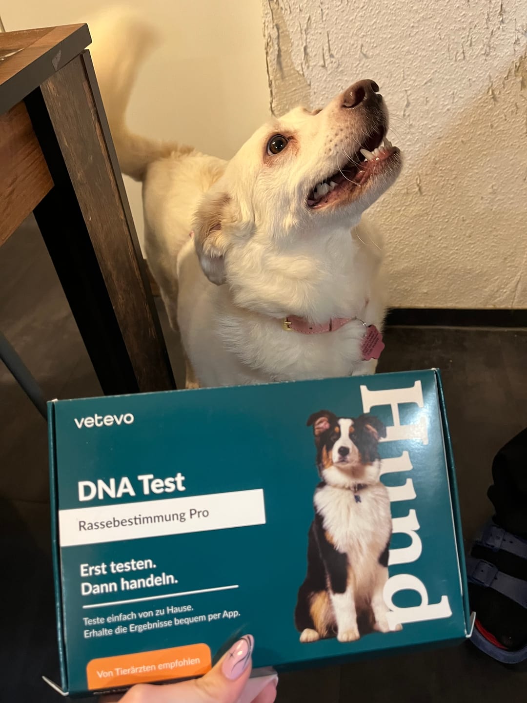 Customer photo review of DNA Test Rassebestimmung Pro Hund