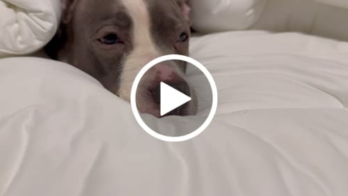 Customer video review of MarshMellow Comforter