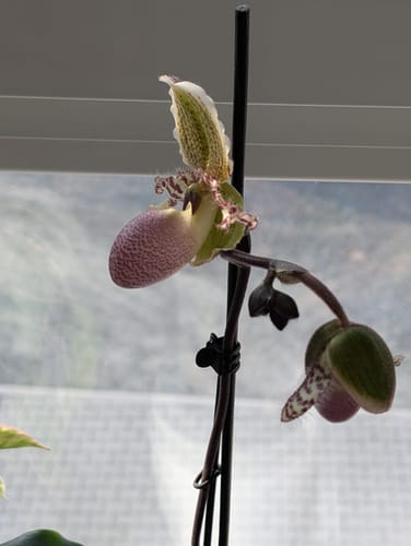 Kunde zeigt die Frauenschuh Paphiopedilum Pinocchio Orchidee mit einer grün-rosafarbenen Blüte und Knospe.