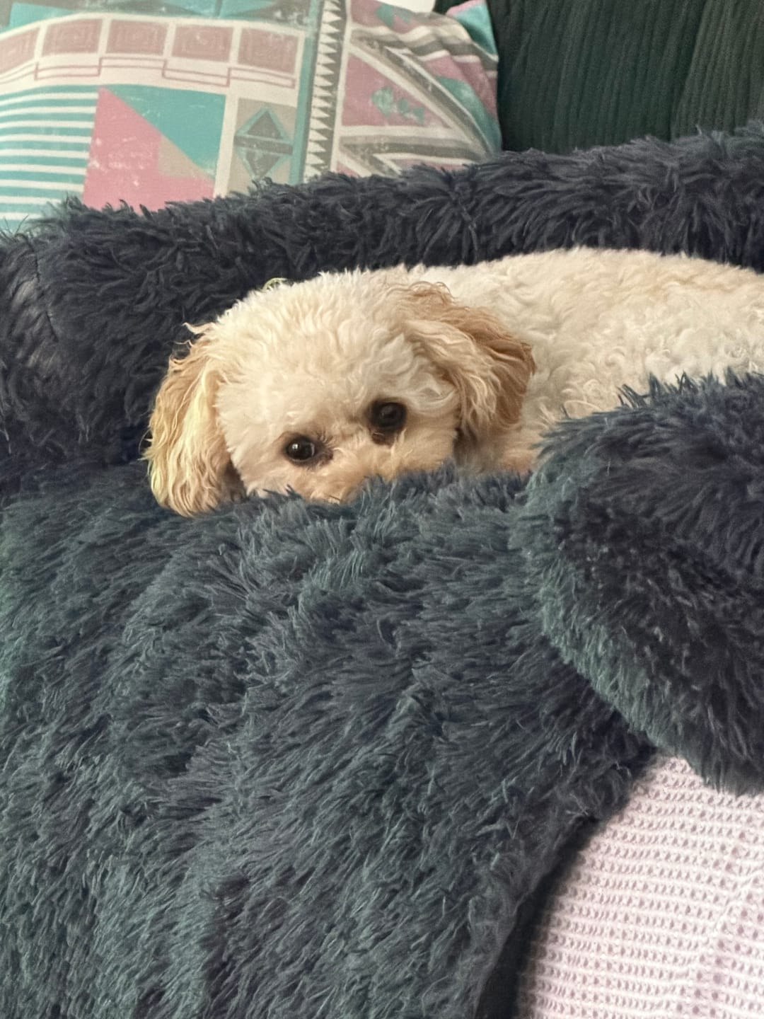 Customer photo review of Calming Couch Bed