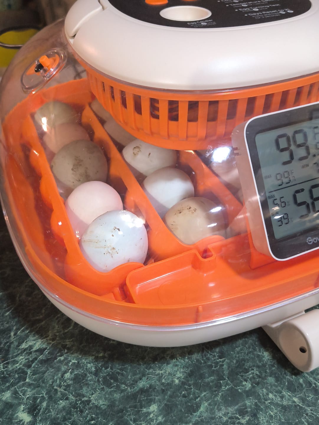 Customer photo review of Egg Incubator -25 Egg Capacity