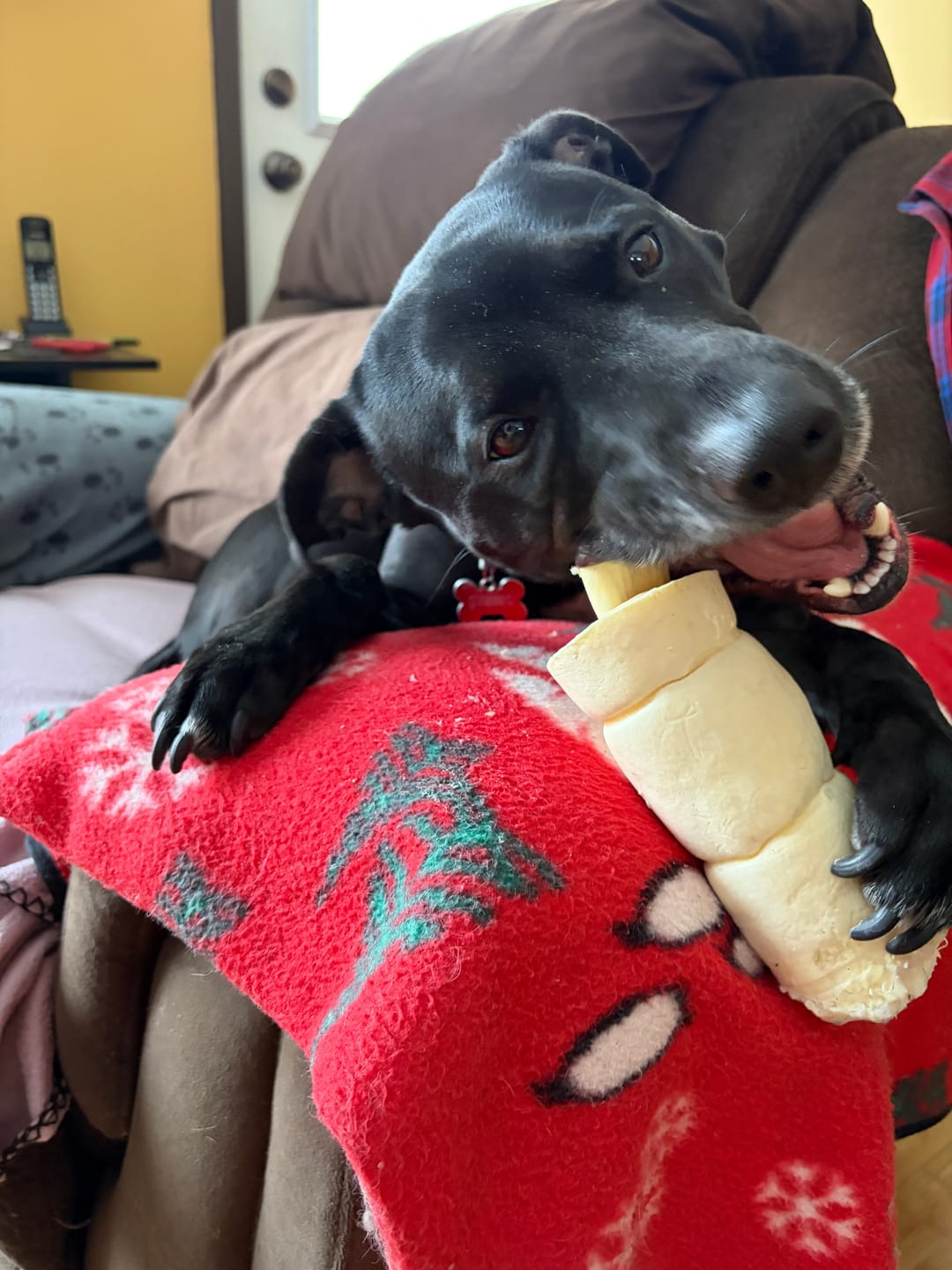 Customer photo review of 12 Inch Beef Trachea