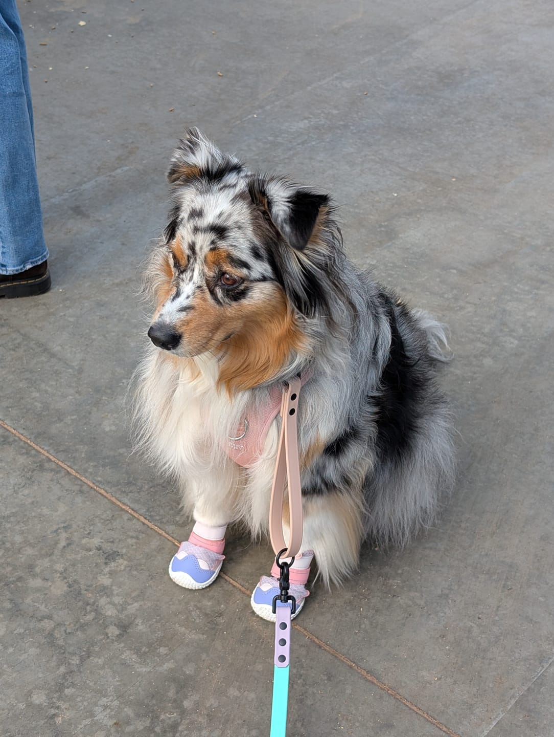 Customer photo review of Hot Pavement Pawtector Dog Shoes - Teal