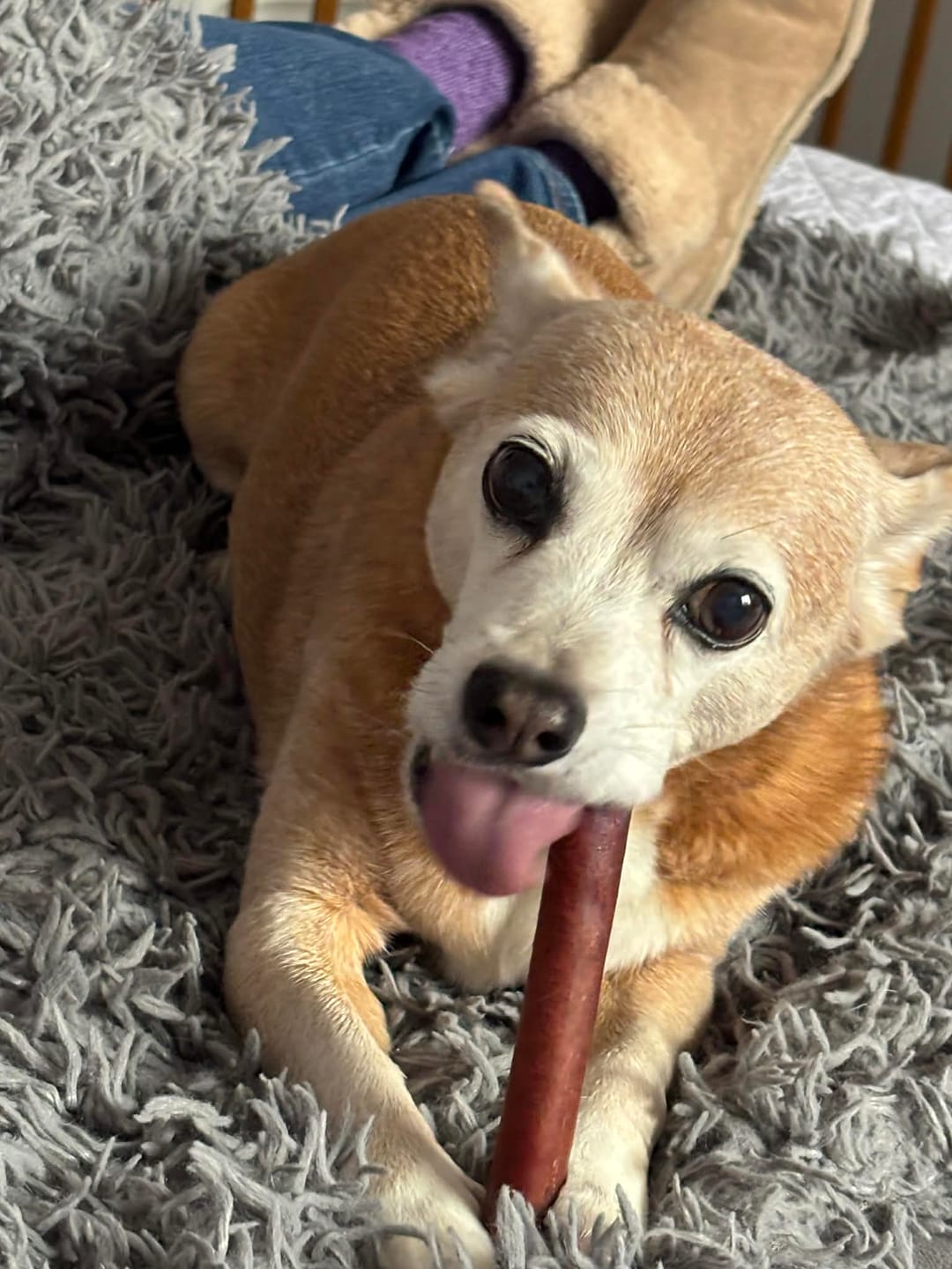 Customer photo review of 6 Inch Jumbo Bully Stick