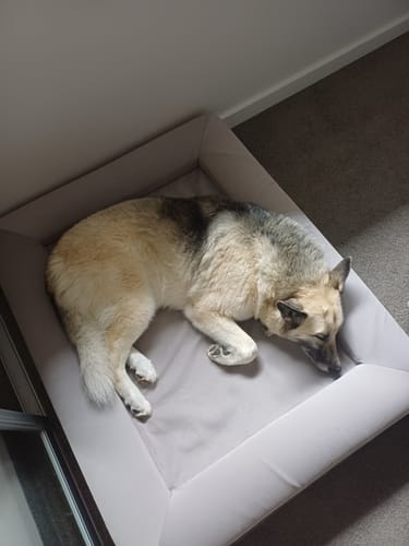 Customer photo review of Orthopaedic Memory Foam Bed