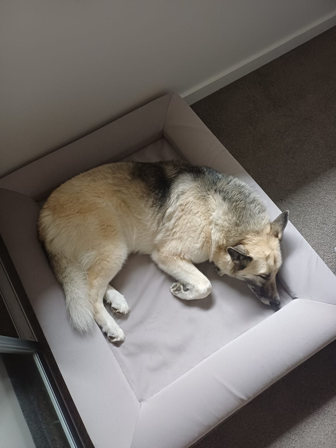 Customer photo review of Orthopaedic Memory Foam Bed