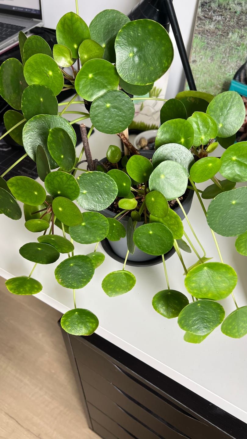 Customer photo review of Syngonium Mix