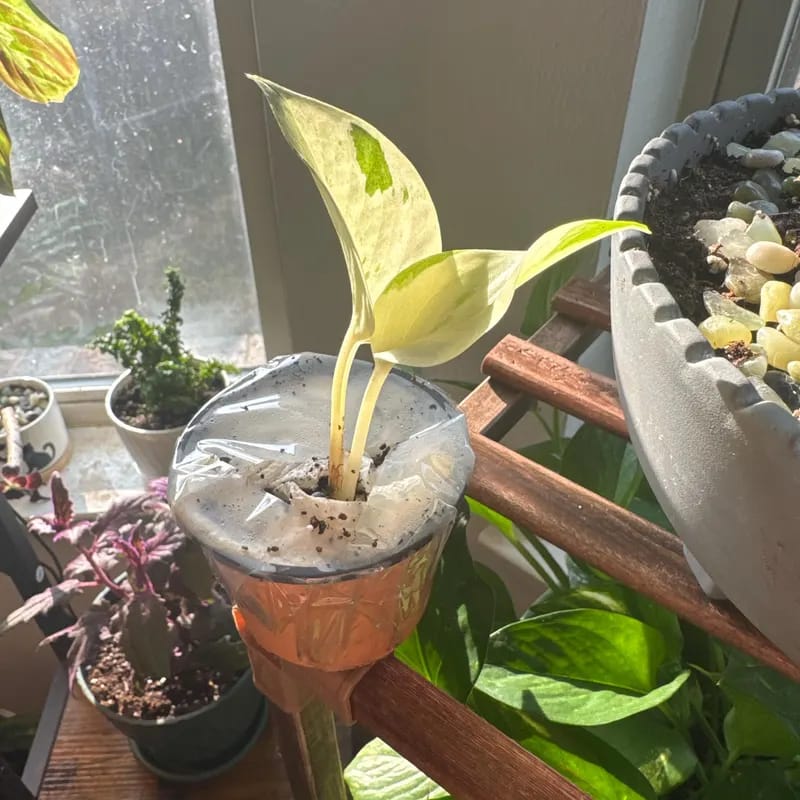 Customer photo review of Snow Queen Pothos Single Starter Plant in a 1.5" Pot - Epipremnum Aureum 'Snow Queen' - Variegated Pothos -  Office Plant, Gift Plant