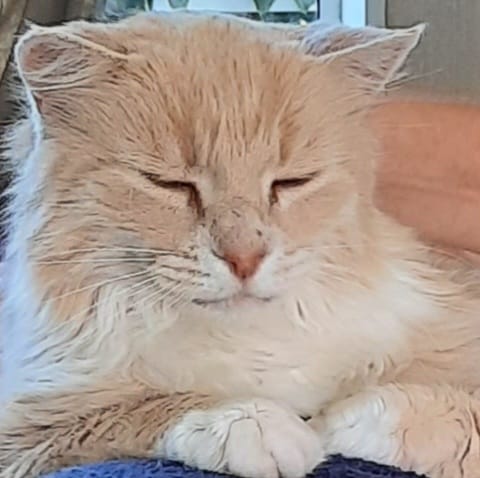 Customer photo review of VetPlus Cystaid for Cats - 30 Pack