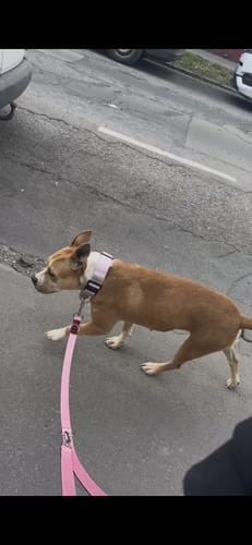 Customer photo review of 4cm Herringbone Combat® Collar | Handle & Rated Clip - Soft Pink