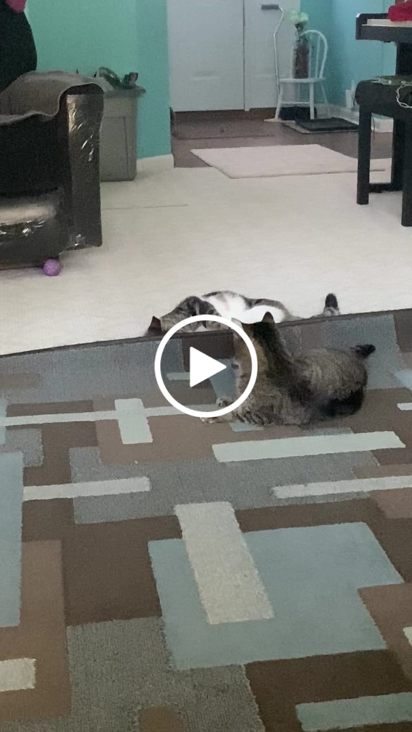 Customer video review of Cat UTI & Kidney Support Remedy