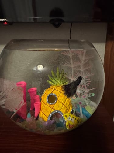 Customer's Black Copper Halfmoon Betta fish swimming in a decorated bowl with a pineapple house.