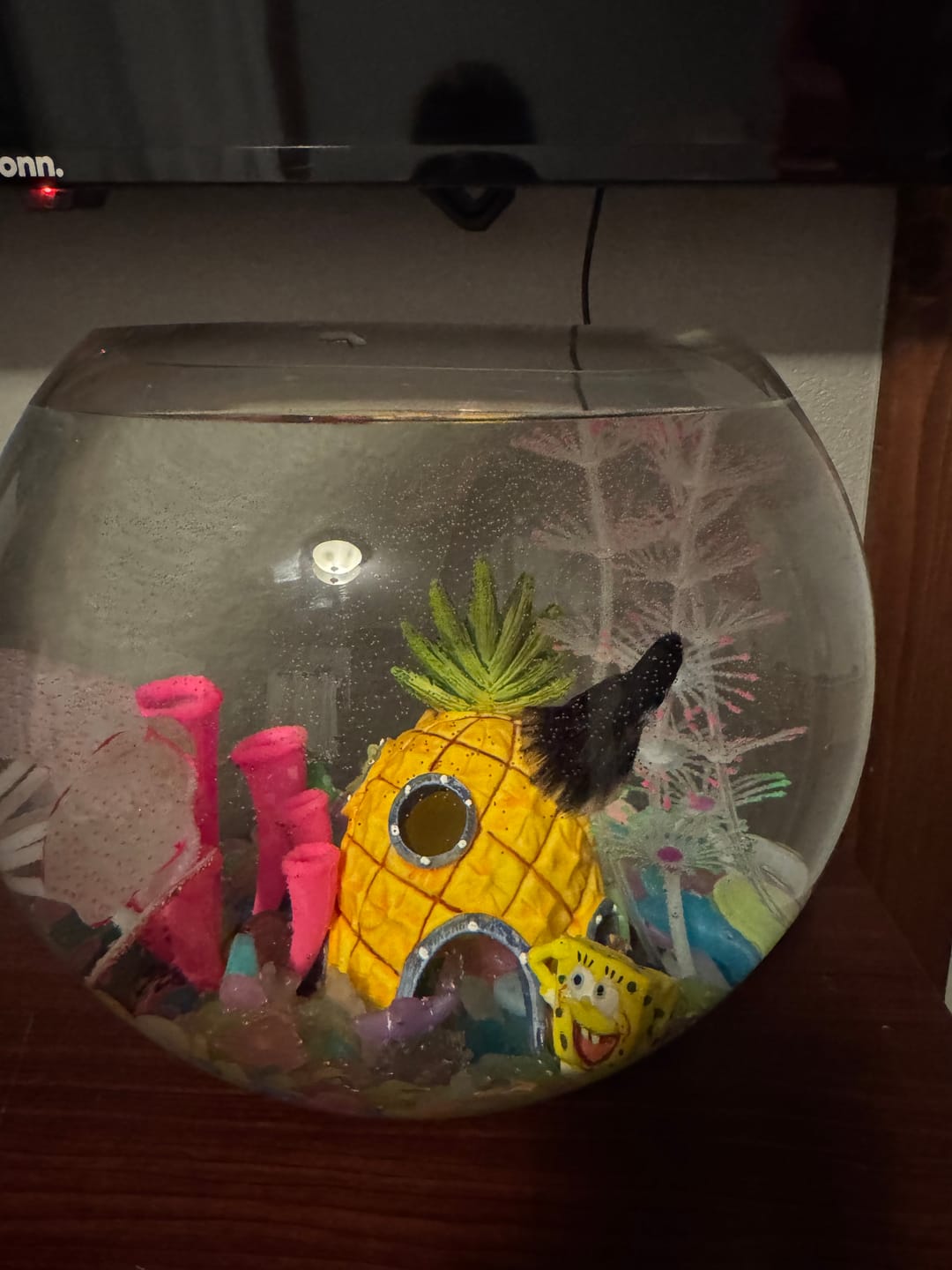 Customer photo review of Black Copper Halfmoon Male Betta Fish