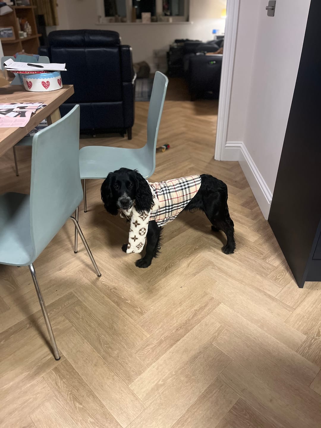 Customer photo review of Faux Fur Designer Dog Scarf