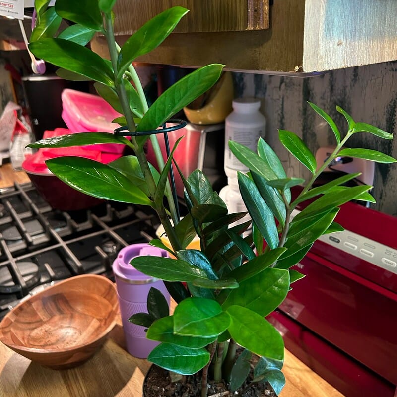 Customer photo review of Green Zz Plant - Zamioculcas Zamiifolia Plant in a Pot - Rare Indoor Good Luck Houseplant - Easy Care Gift Plant - Indoor Potted Plant