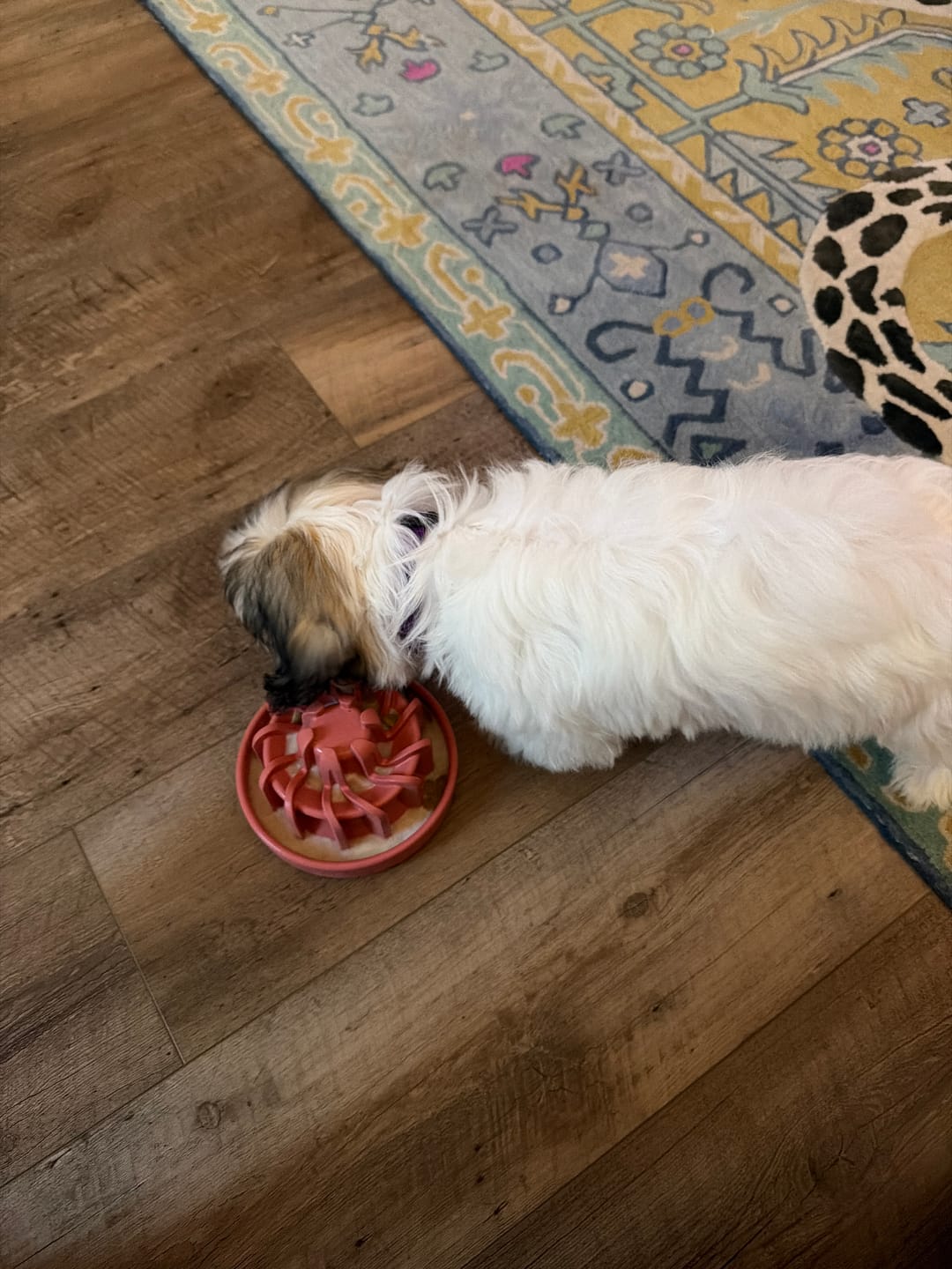 Customer photo review of FreezLava Heavy-Duty Enrichment Chew