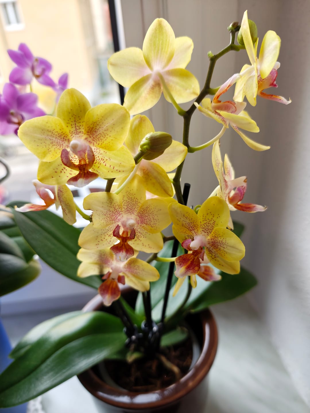 Customer photo review of Table Dance Pereira mit gelb-gepunkteten Blüten und 2+ Rispen