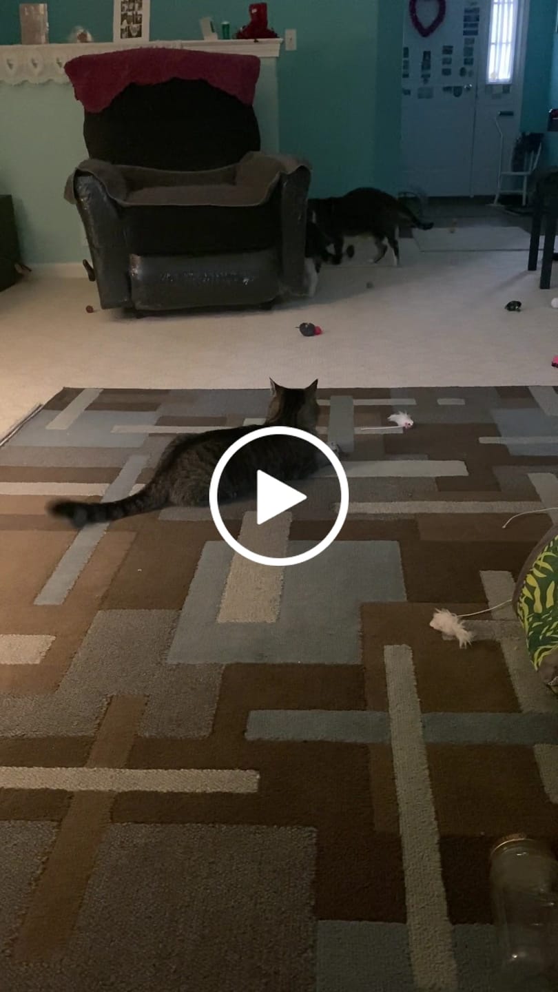 Customer video review of Dog & Cat WALK-EASY® Joint & Hip Pain Relief Remedy