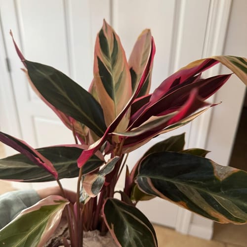 Customer photo review of Stromanthe Triostar Plant 6" Grow Pot - Large Pink Live Indoor Plant - Easy Care Purple Office Plant - Living Room Decor Plant Gift