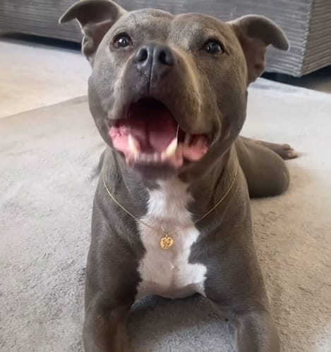 Customer photo review of Collar personalizado con rostro de mascota