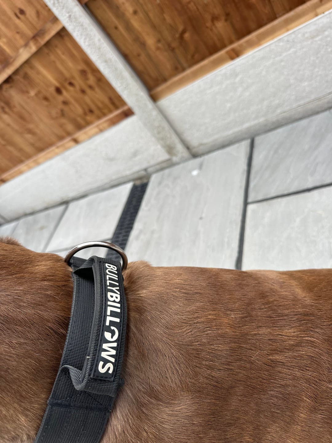 Customer photo review of 5cm Combat® Collar | With Handle & Secure Clip - Black