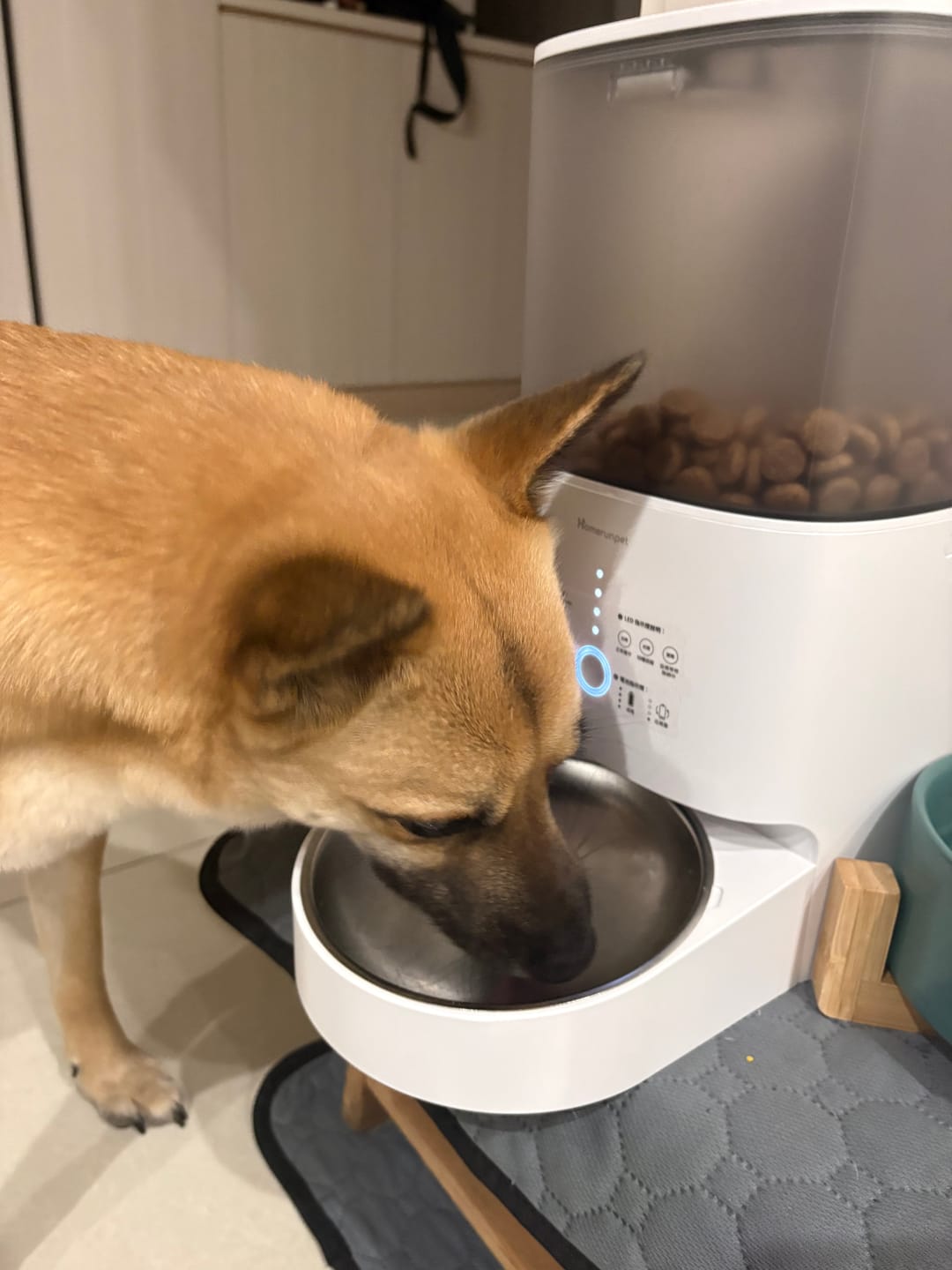 Customer photo review of 霍曼寵物餵食器