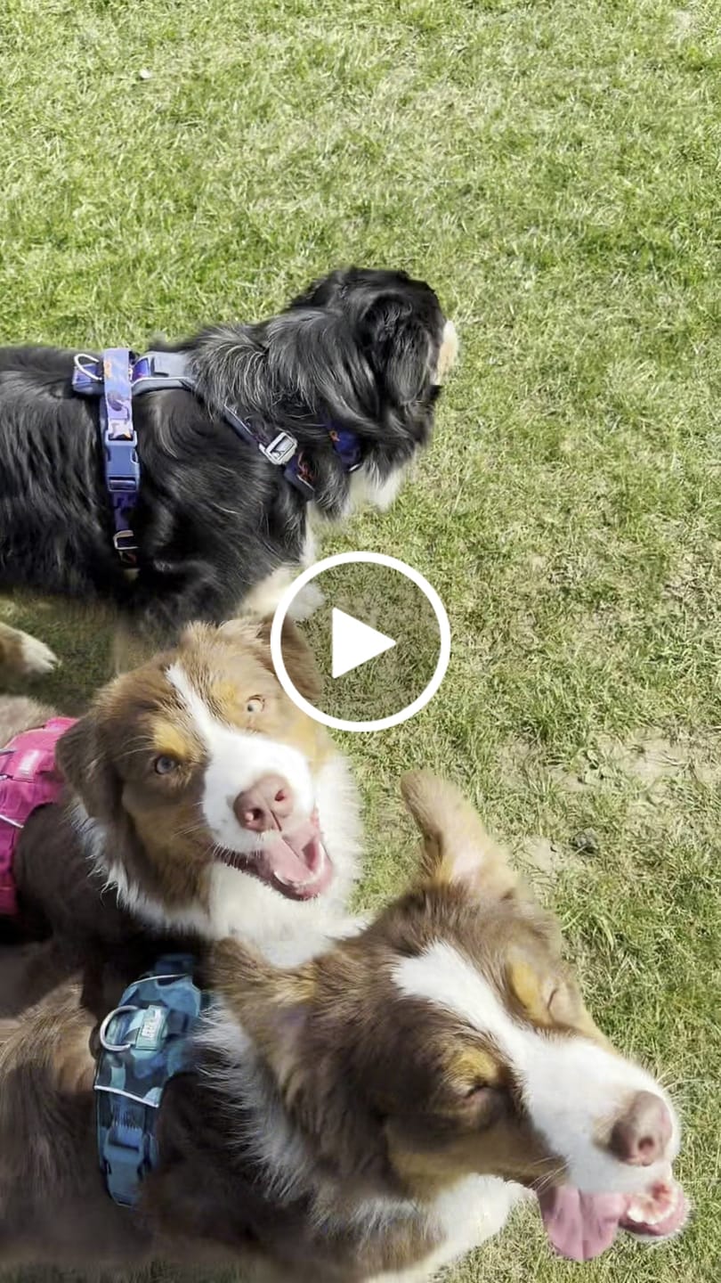 Customer video review of Apex® Collar