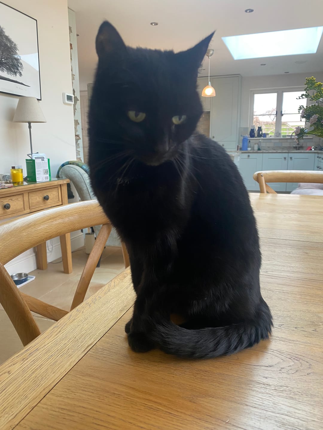 Customer photo review of Cat Duo Pack