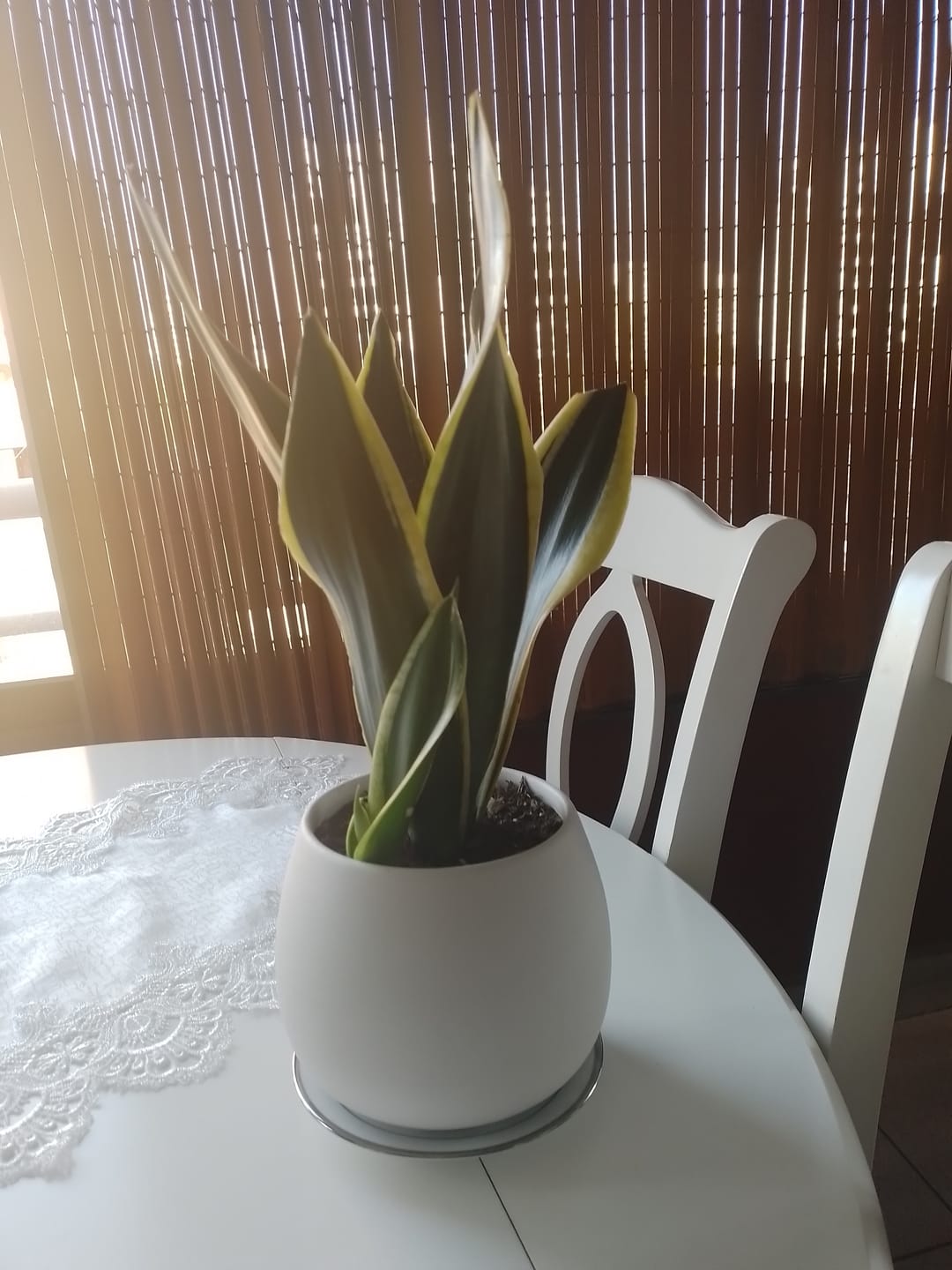 Customer photo review of Sansevieria Black Gold (lengua de suegra)