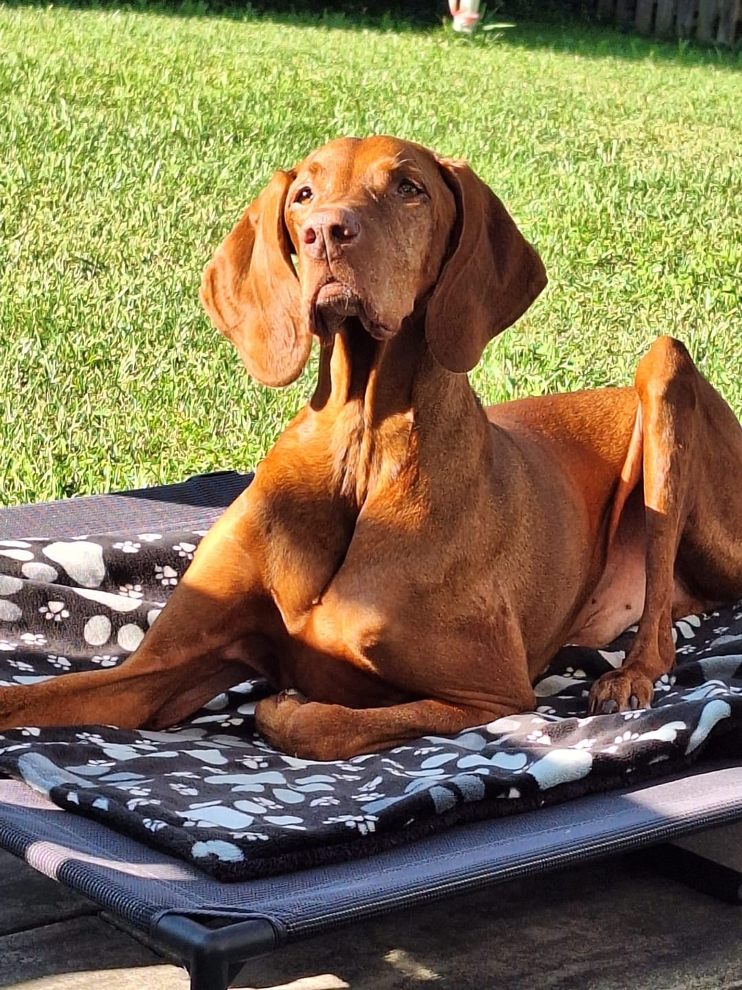Customer photo review of Wurmtest Plus Hund