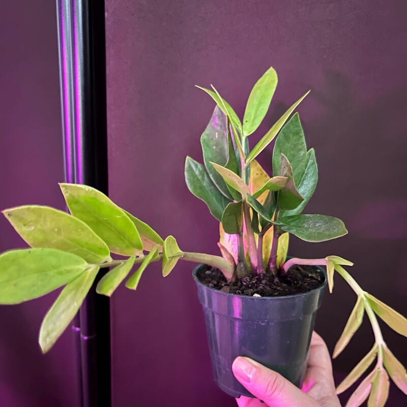 Customer photo review of Green Zz Plant - Zamioculcas Zamiifolia Plant in a Pot - Rare Indoor Good Luck Houseplant - Easy Care Gift Plant - Indoor Potted Plant