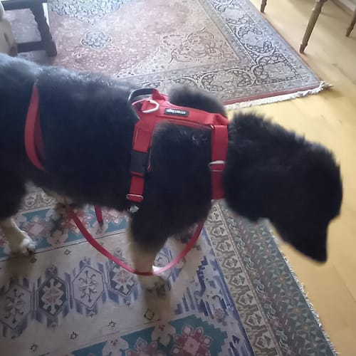 Customer photo review of Arnés Aerosport para Perros - Street Dogs - Red