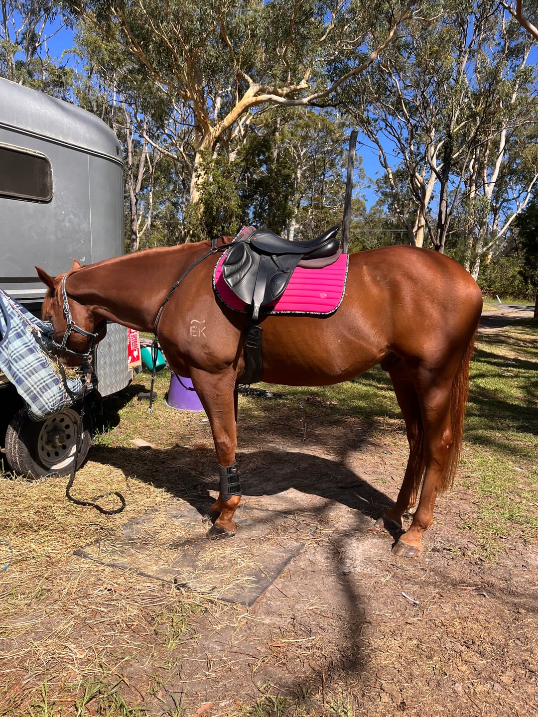 Customer photo review of Ulcer Armour+