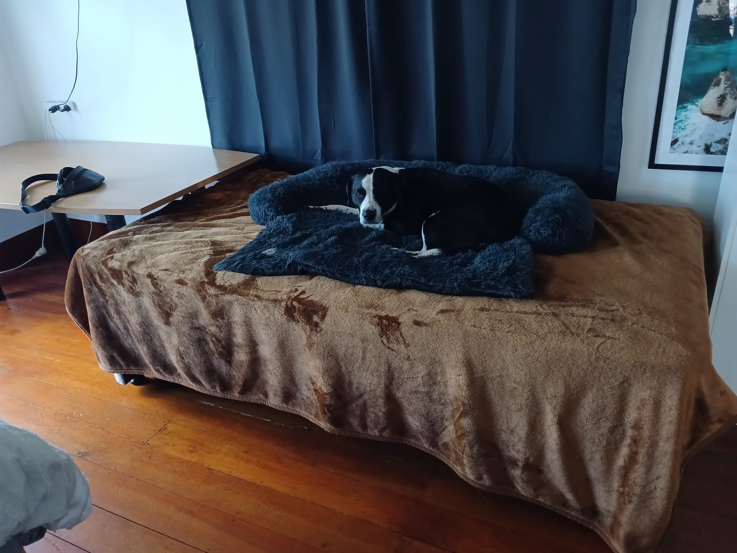 Customer photo review of Calming Couch Bed
