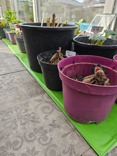 Customer photo review of Wärmeplatte als Anzuchtbooster für Pflanzen in 6 Größen