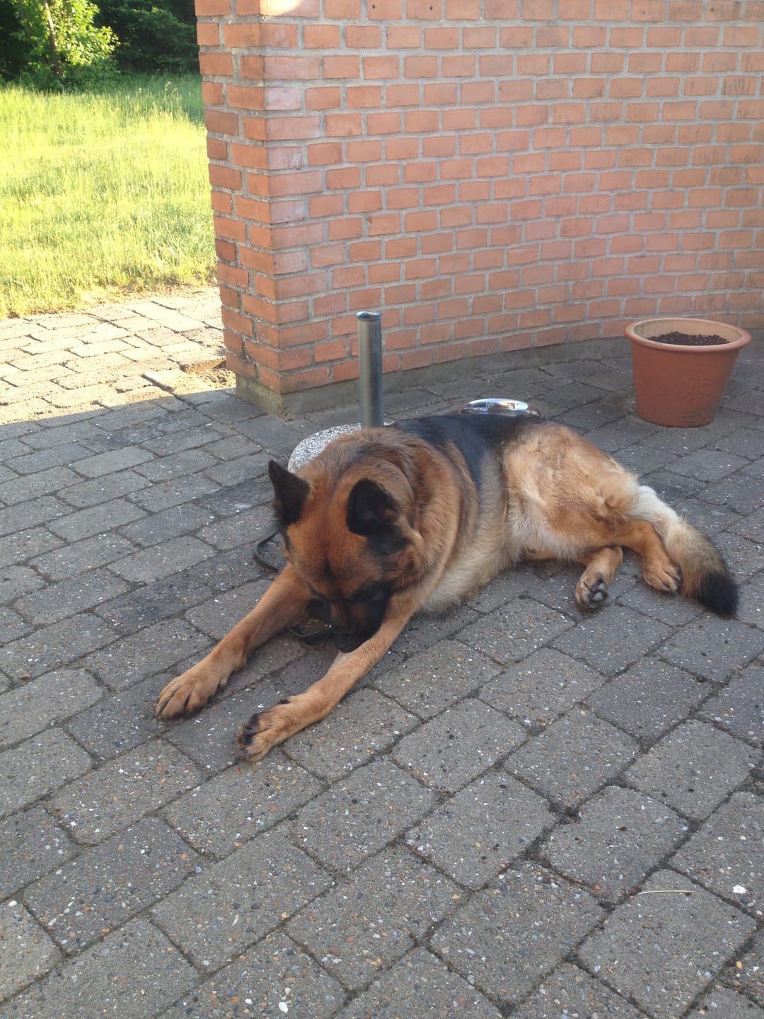 Customer photo review of Snack'it - Flettet oksehud