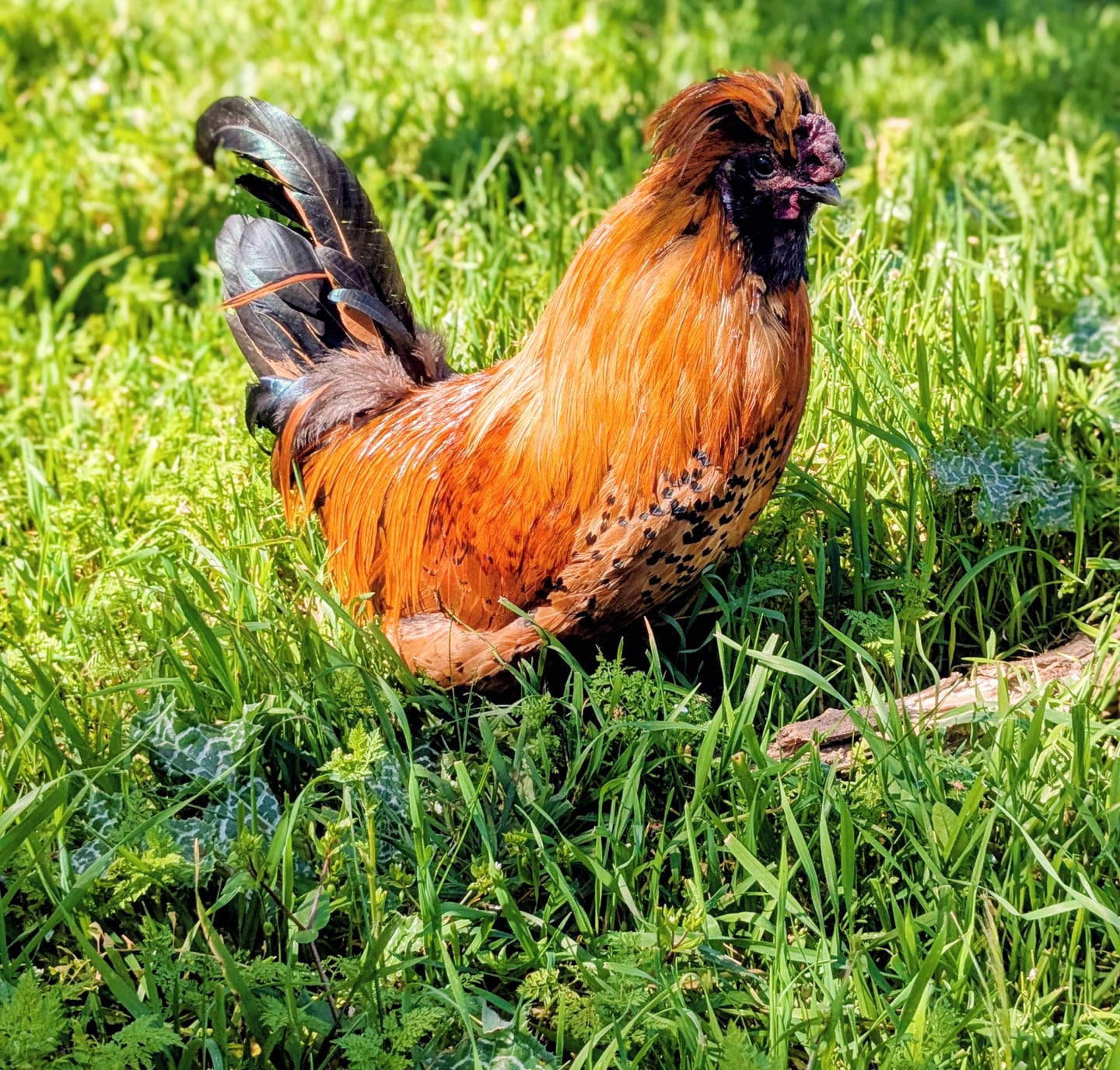 Customer photo review of Complete Guide to Healthy Chickens and Better Eggs (Digital Guide)