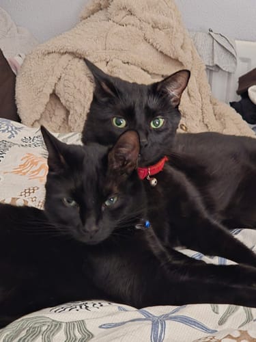 Customer photo review of 1 Month Supply – 2 Cat