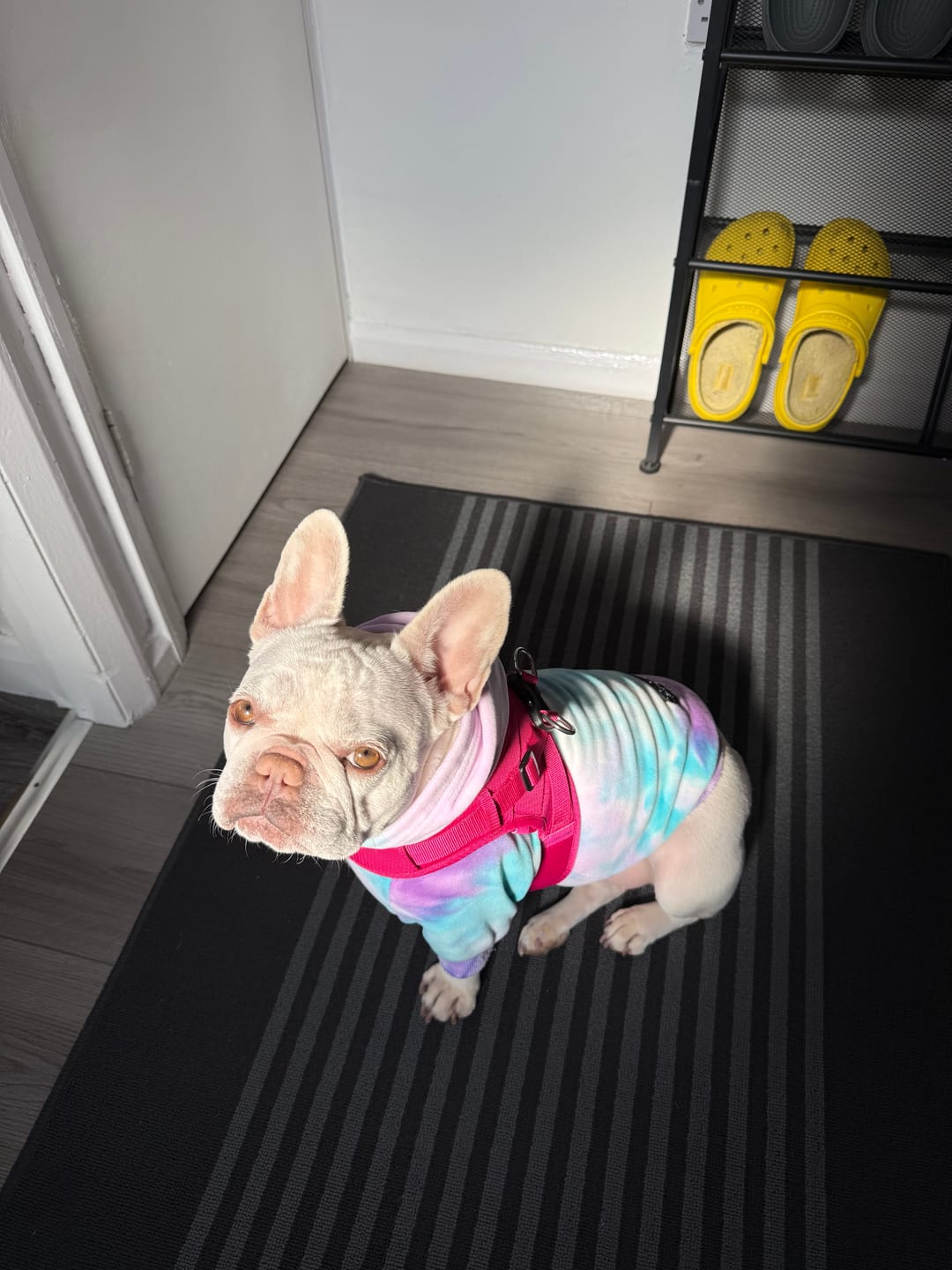 Customer photo review of Boomerang Harness - XS-M Breeds - Carminerose