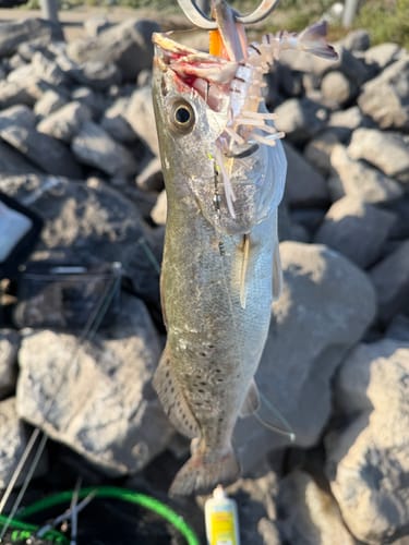 Customer shows a speckled trout caught on the Vudu Shrimp Rattler lure, which is visible in the fish's mouth.