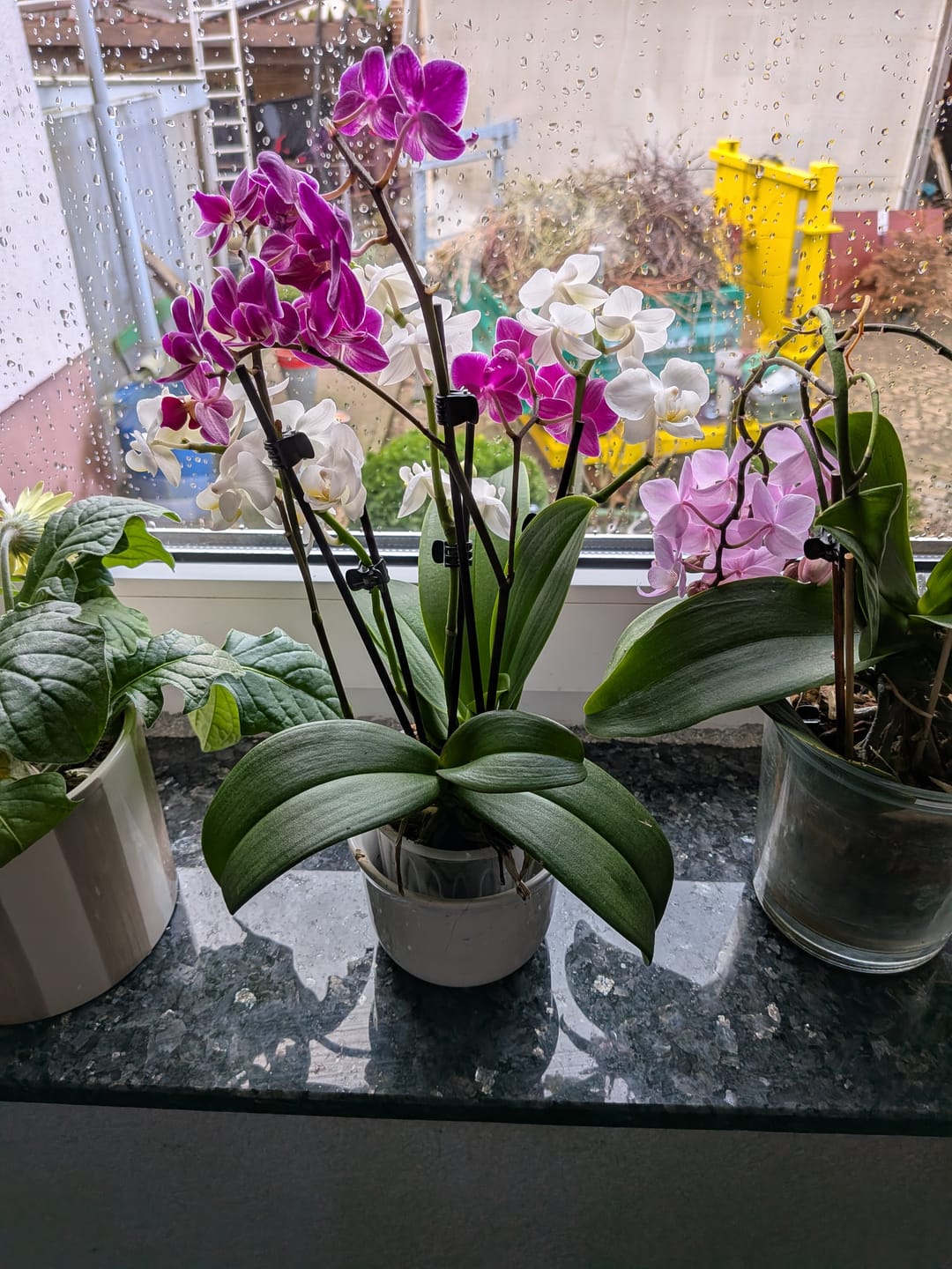 Customer photo review of Cocktail Orchidee mit violett-weißen Blüten und 5+ Rispen