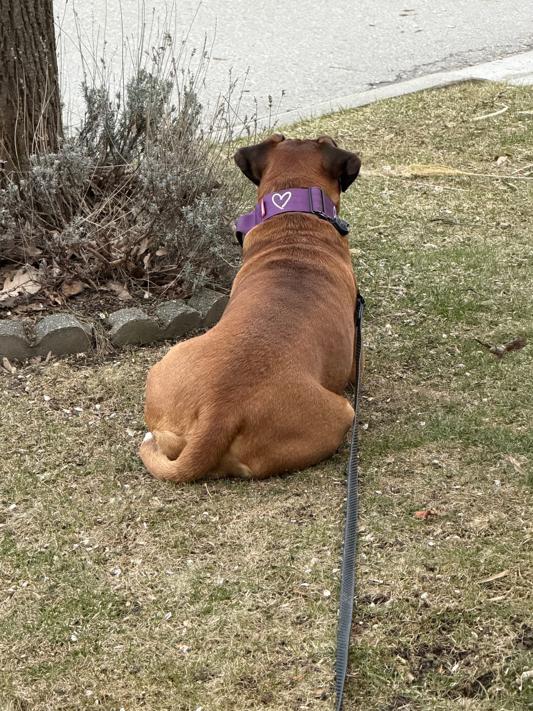 Customer photo review of 2" Tactik Dog Collar - Grape
