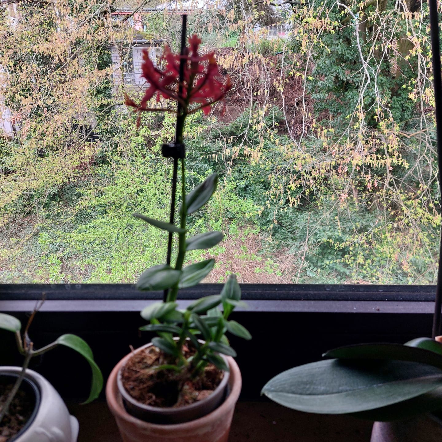 Customer photo review of Epidendrum Nordic Fire Dauerblüher mit orange-roten Blüten und 1 Rispe