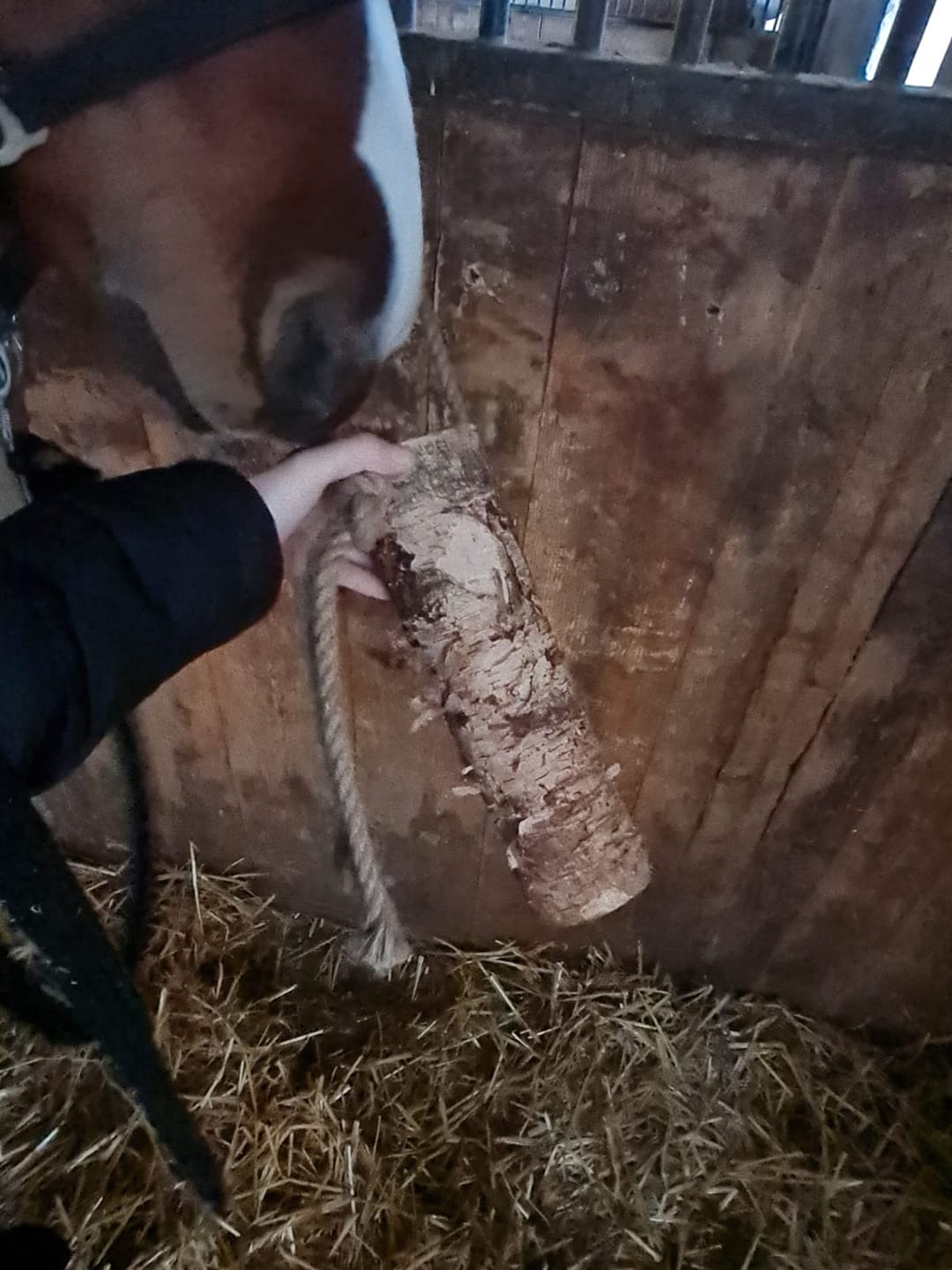 Customer photo review of Knusperholz - limitiert! Der natürliche Knabberspaß für dein Pferd