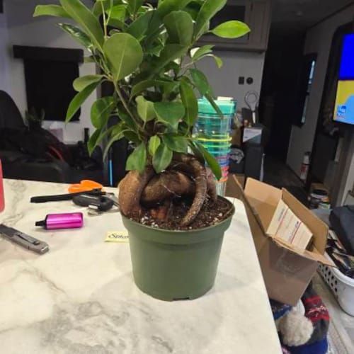 Customer photo review of Ficus Ginseng Bonsai plant,  gift-Plant, office plant, low light plant, lucky plant, bonsai tree in 4" nursery